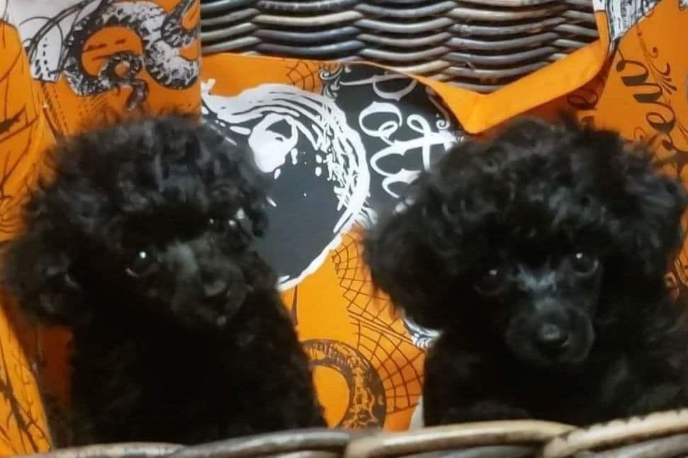 Chihuahua Puppies breeder image 1