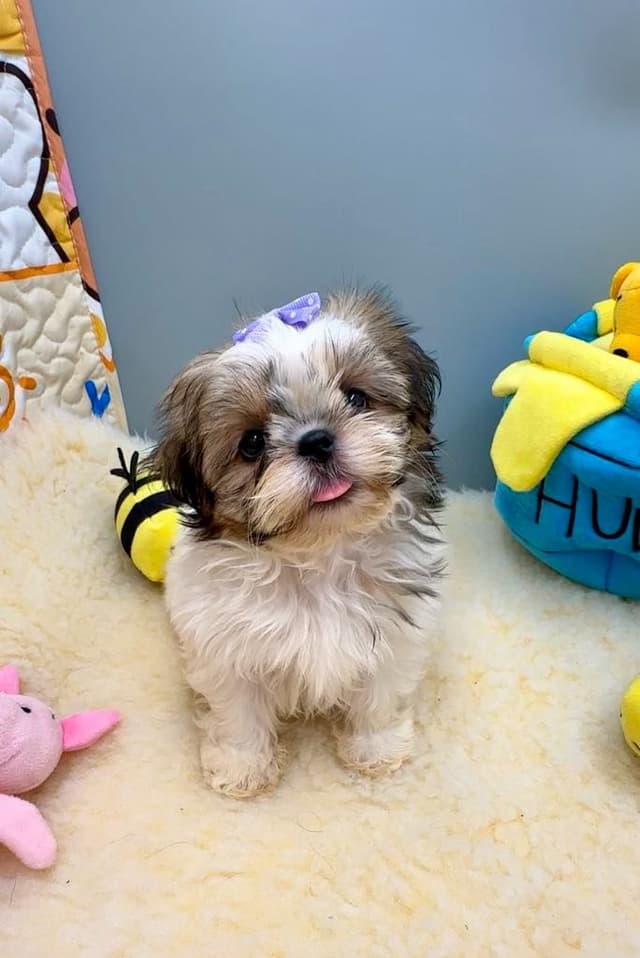 Shih Tzu Puppies media 17