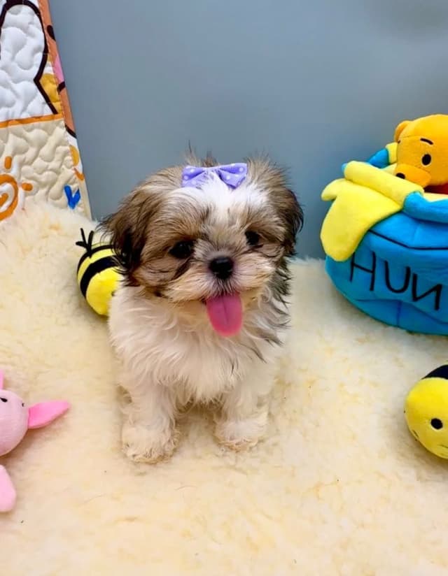 Shih Tzu Puppies media 18