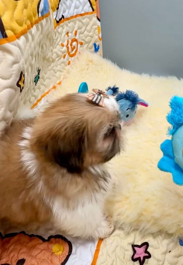 Shih Tzu Puppies media 19