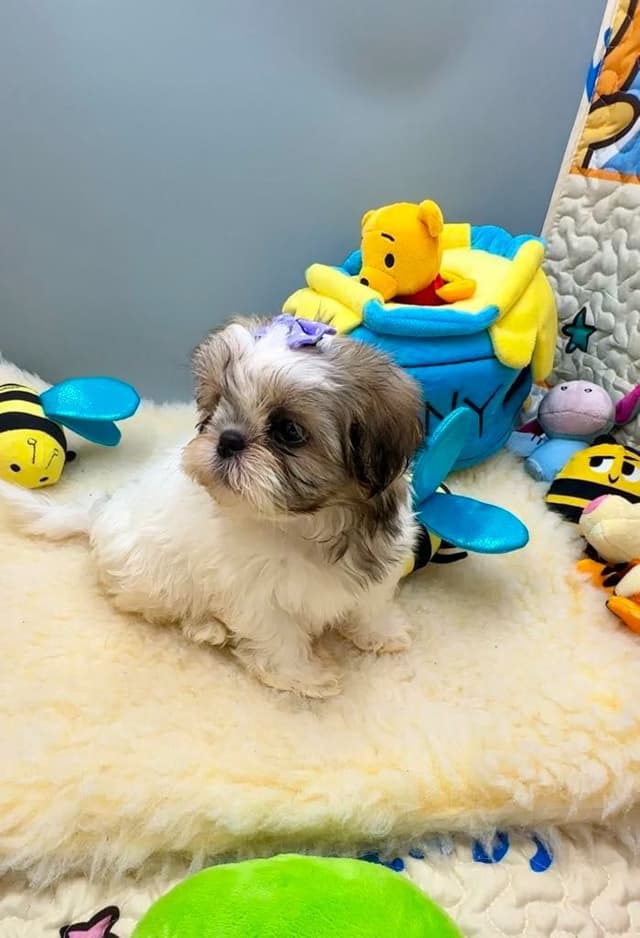 Shih Tzu Puppies media 20