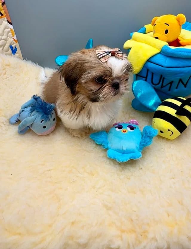 Shih Tzu Puppies media 21