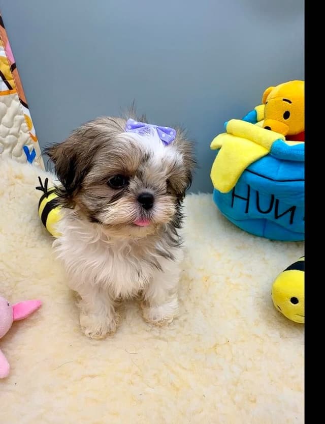 Shih Tzu Puppies media 22