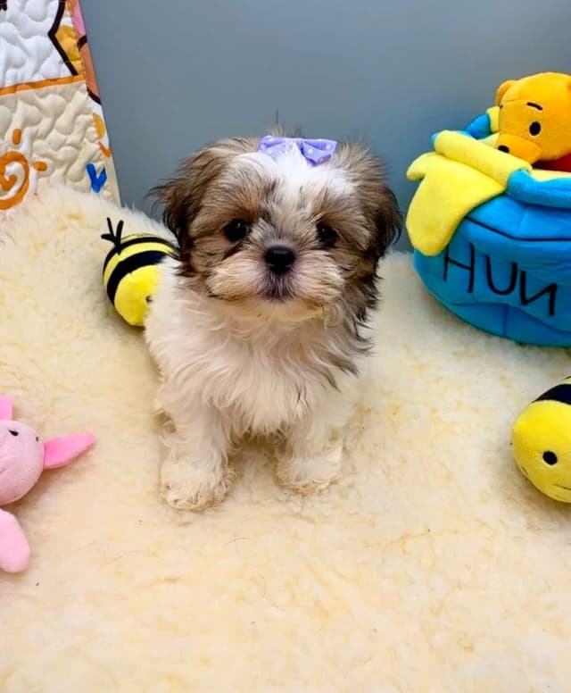 Shih Tzu Puppies media 23