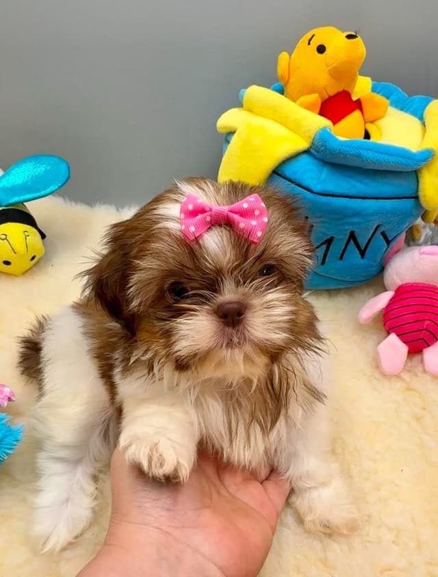Shih Tzu Puppies media 2