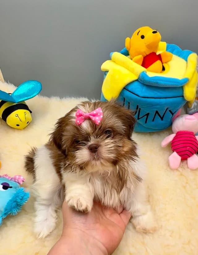 Shih Tzu Puppies media 3