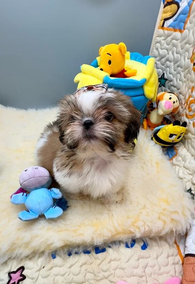 Shih Tzu Puppies media 4