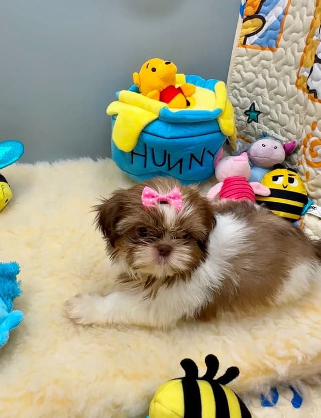 Shih Tzu Puppies media 5