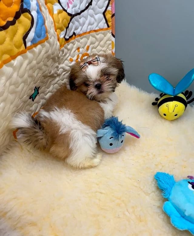 Shih Tzu Puppies media 6