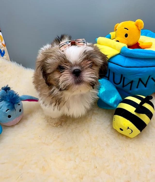 Shih Tzu Puppies media 7