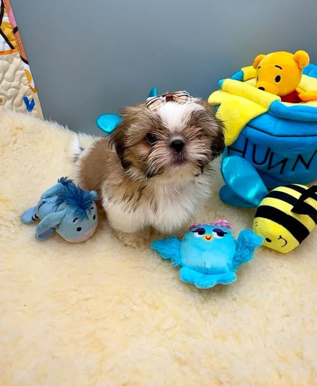 Shih Tzu Puppies media 8