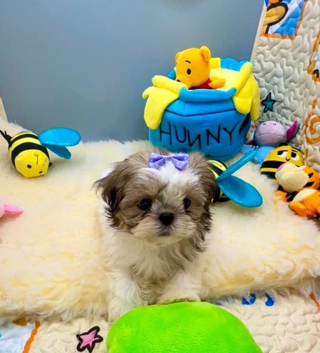 Shih Tzu Puppies media 9