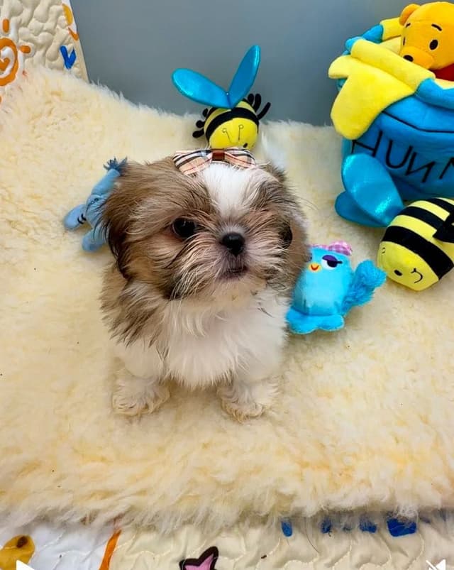 Shih Tzu Puppies media 10