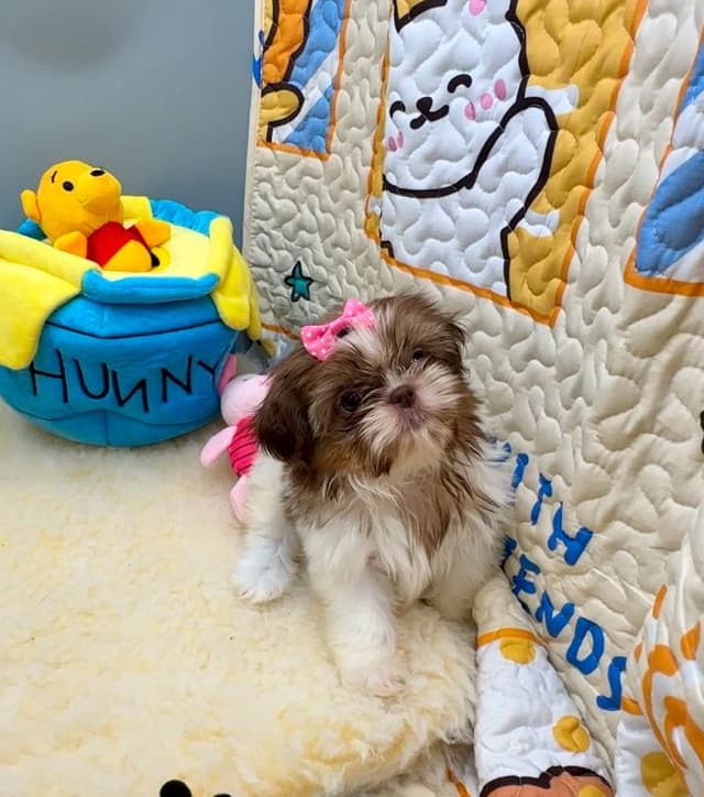 Shih Tzu Puppies media 12