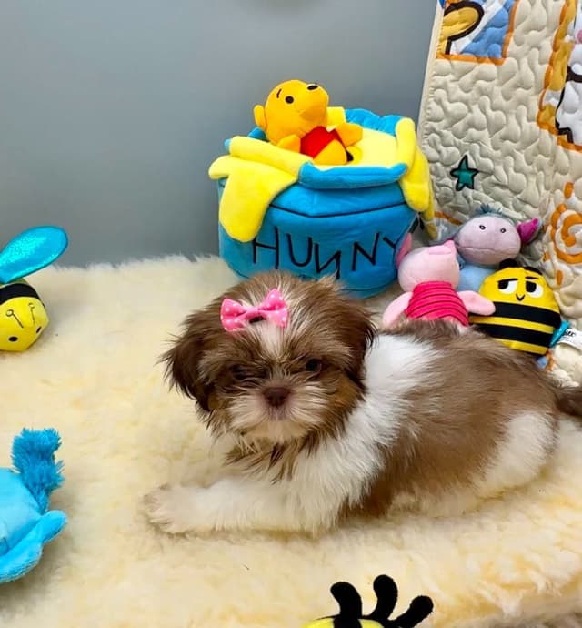 Shih Tzu Puppies media 13