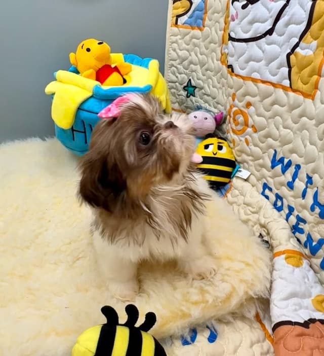 Shih Tzu Puppies media 14
