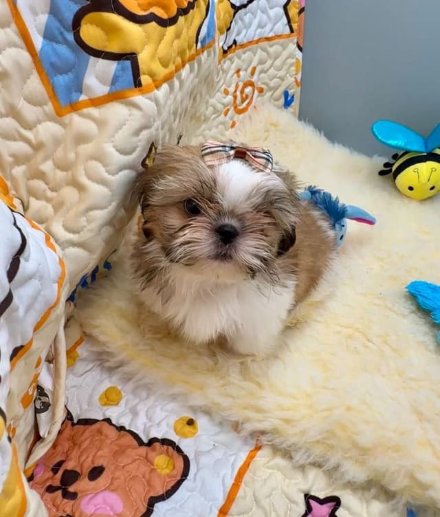Shih Tzu Puppies media 15