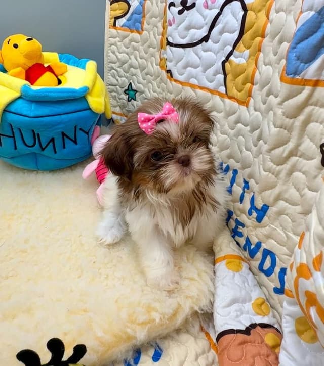 Shih Tzu Puppies media 16