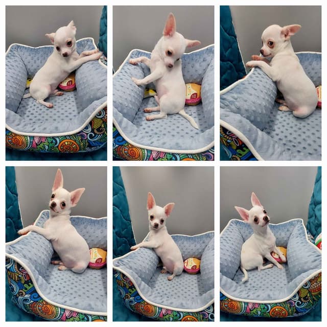Chihuahua Puppies media 3
