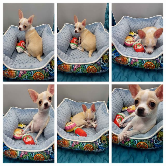 Chihuahua Puppies media 4