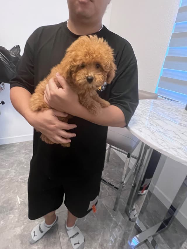 Poodle Puppies media 5