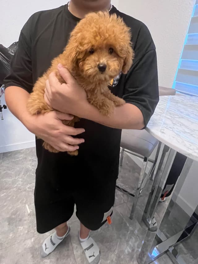 Poodle Puppies media 7