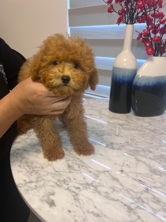 Poodle Puppies media 6
