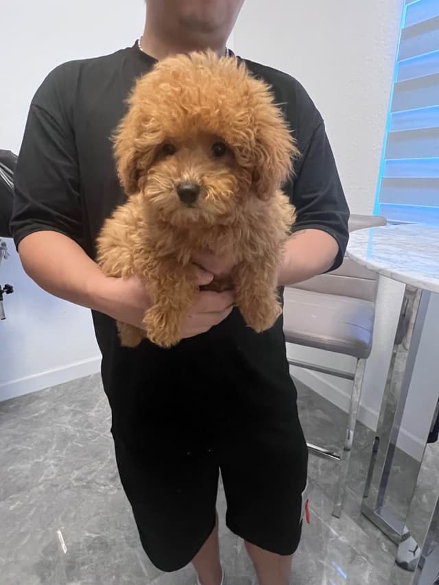 Poodle Puppies media 8