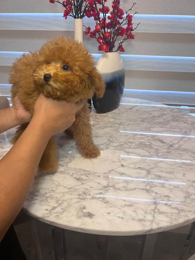Poodle Puppies media 2