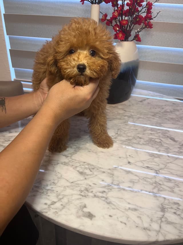 Poodle Puppies media 9
