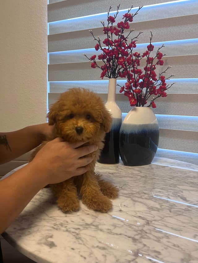 Poodle Puppies media 3