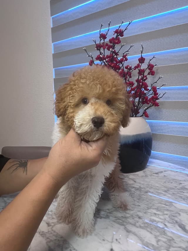 Poodle Puppies media 13
