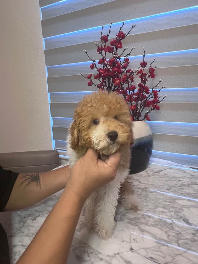 Poodle Puppies media 14