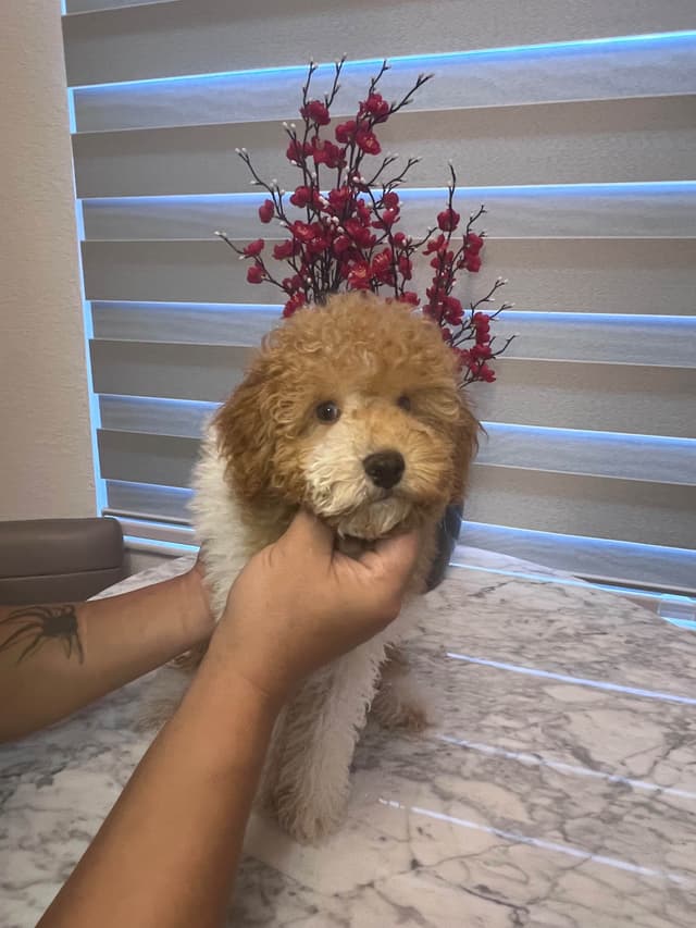 Poodle Puppies media 11