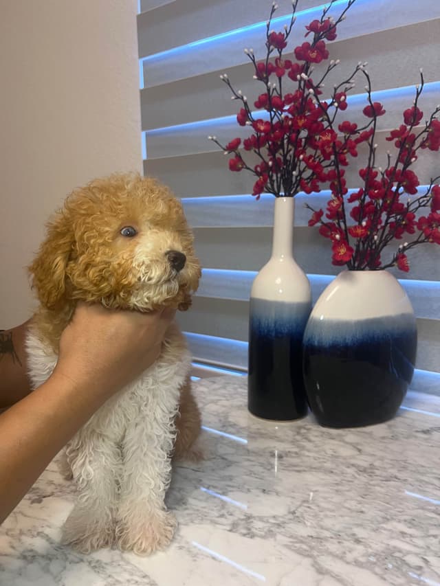 Poodle Puppies media 12