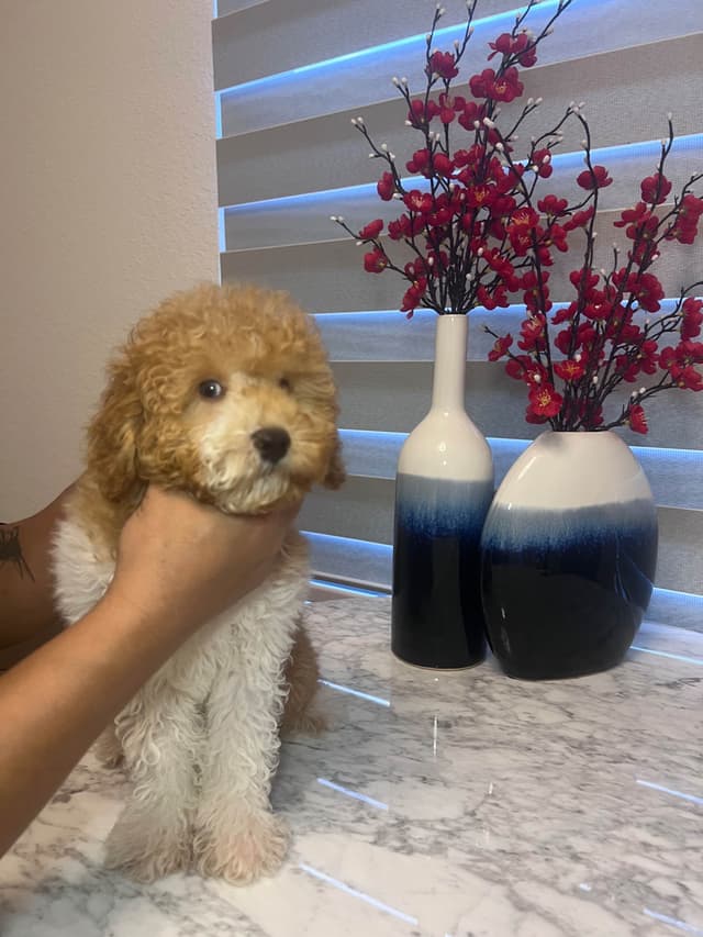 Poodle Puppies media 15