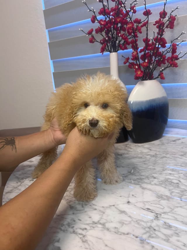 Poodle Puppies media 18