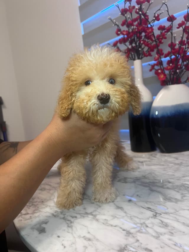Poodle Puppies media 16