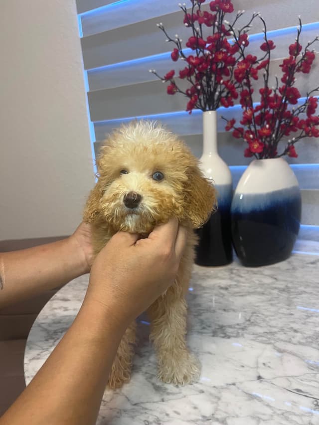 Poodle Puppies media 19