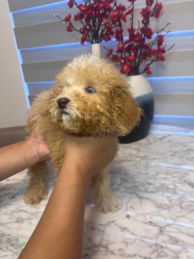 Poodle Puppies media 17