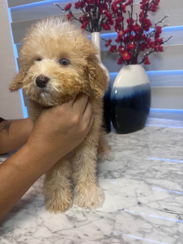 Poodle Puppies media 20