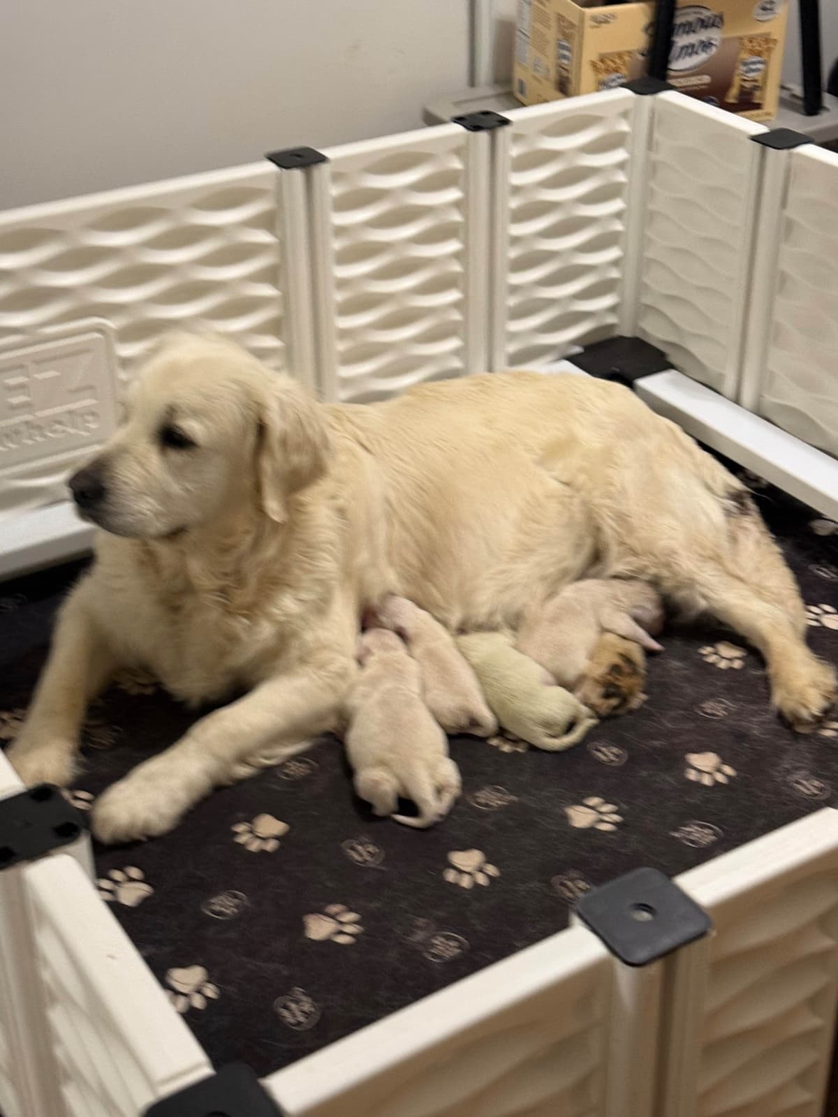 Golden Retriever Puppies breeder image 1