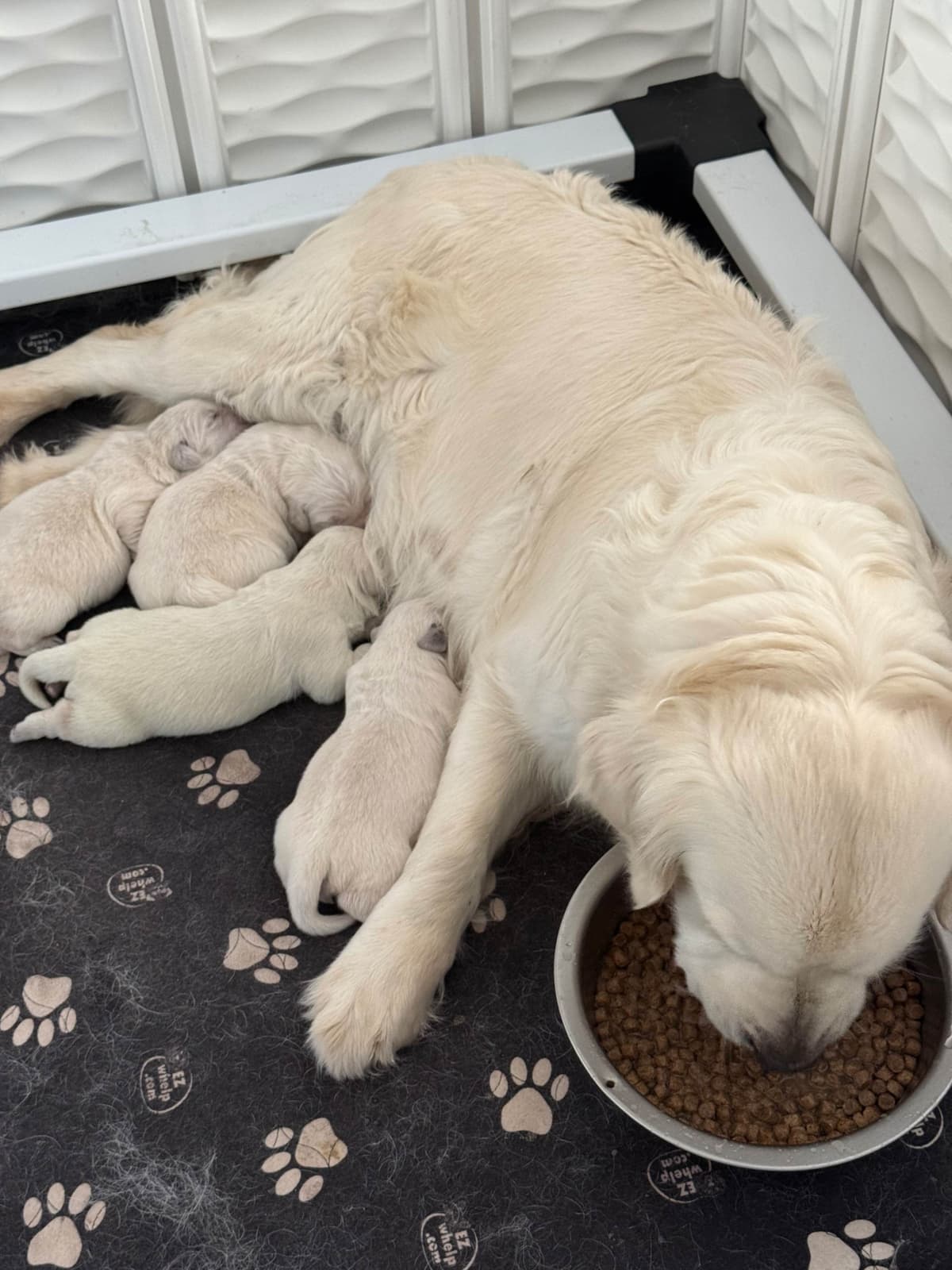 Golden Retriever Puppies breeder image 2