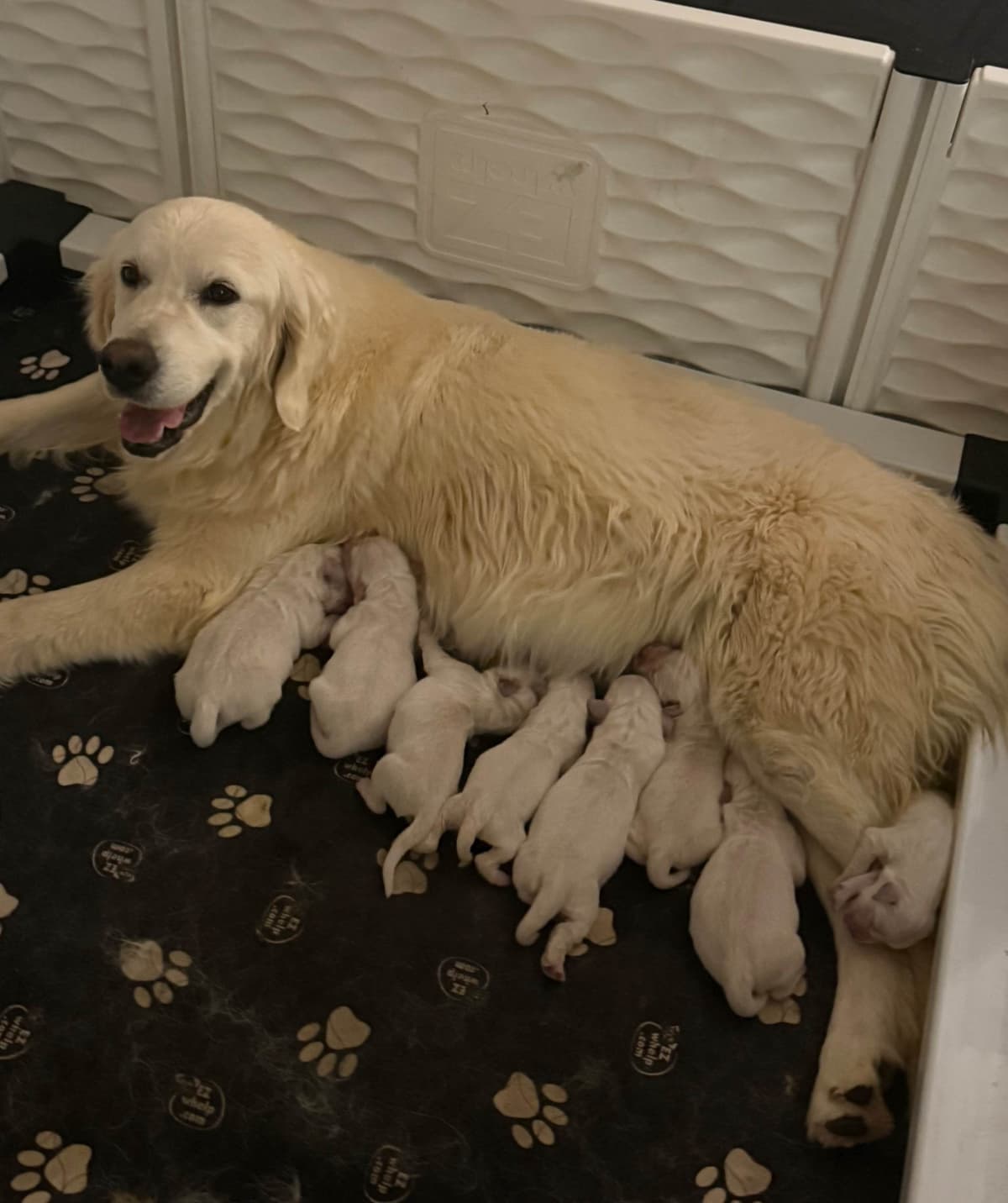 Golden Retriever Puppies breeder image 3