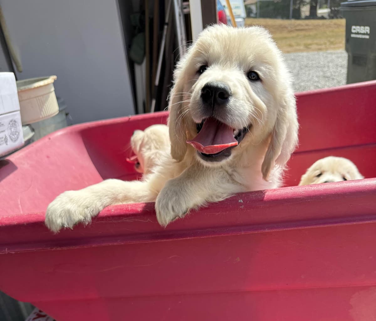 Golden Retriever Puppies breeder image 4