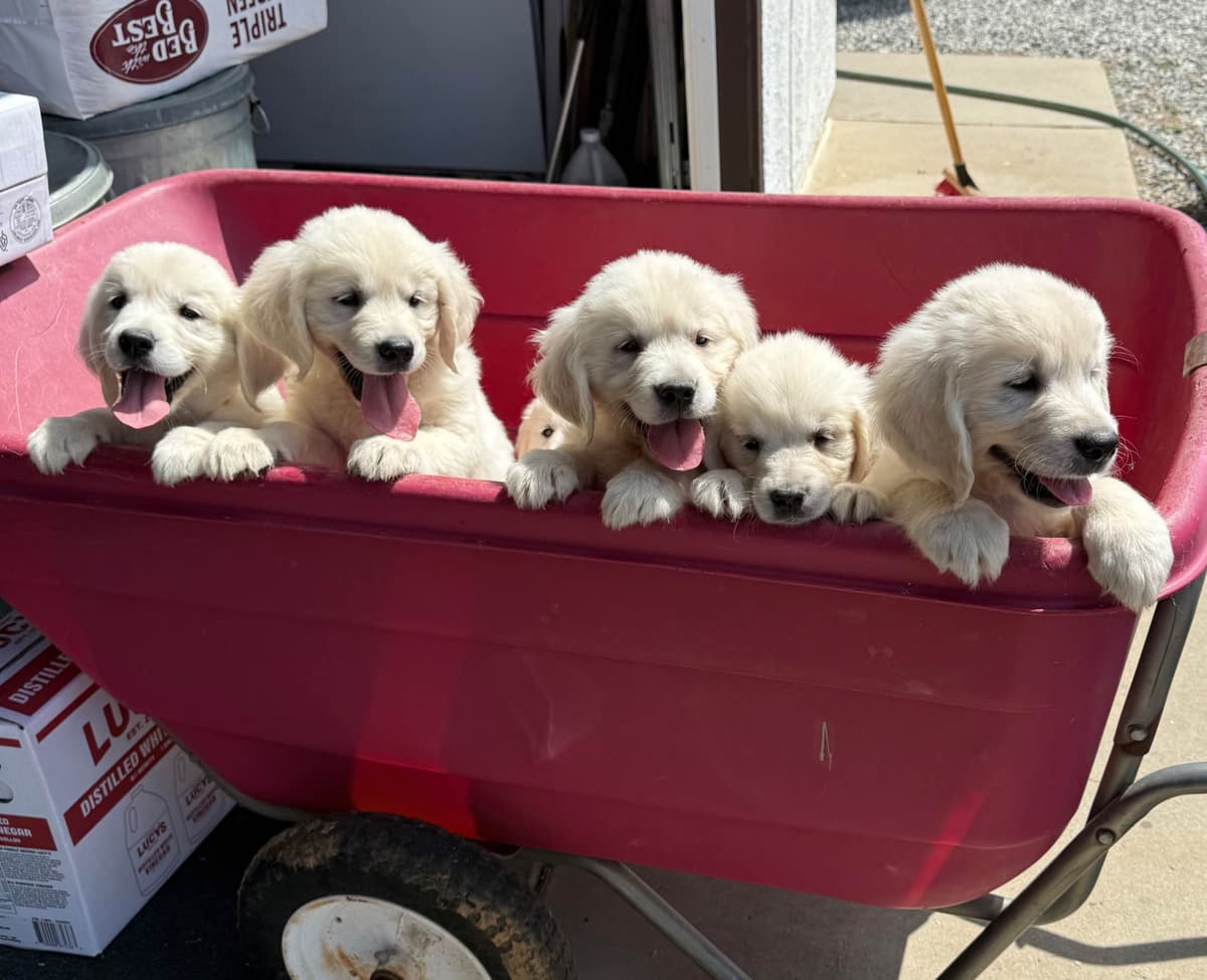 Golden Retriever Puppies breeder image 5