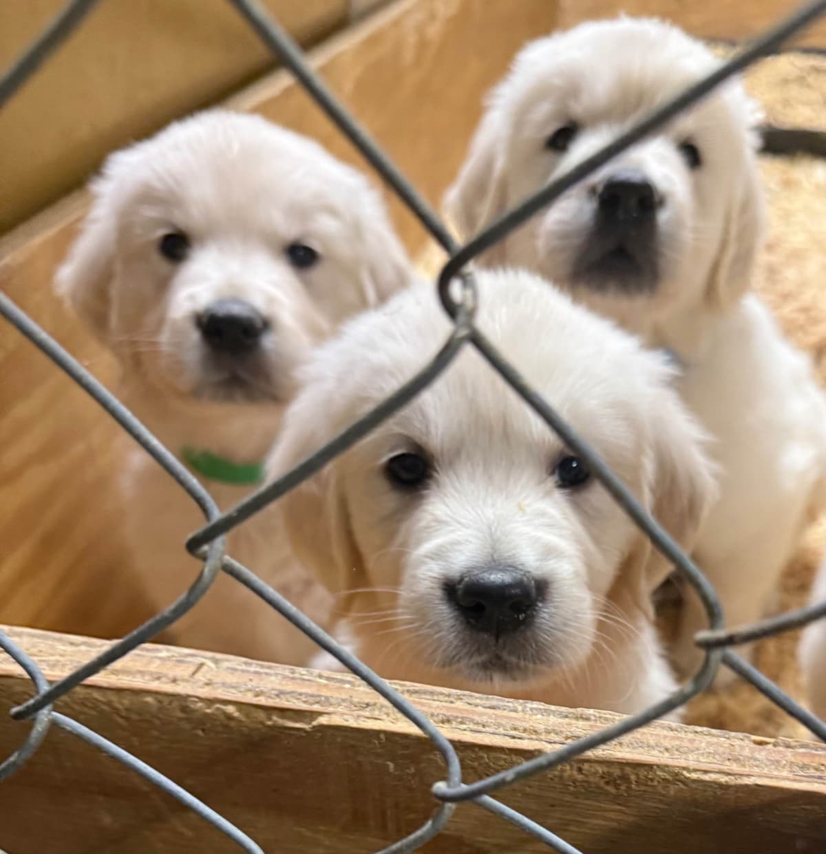 Golden Retriever Puppies breeder image 6