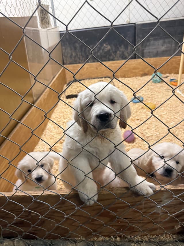 Golden Retriever Puppies media 2