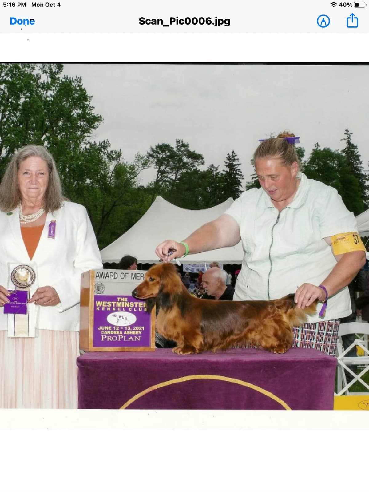Dachshund Puppies breeder image 1