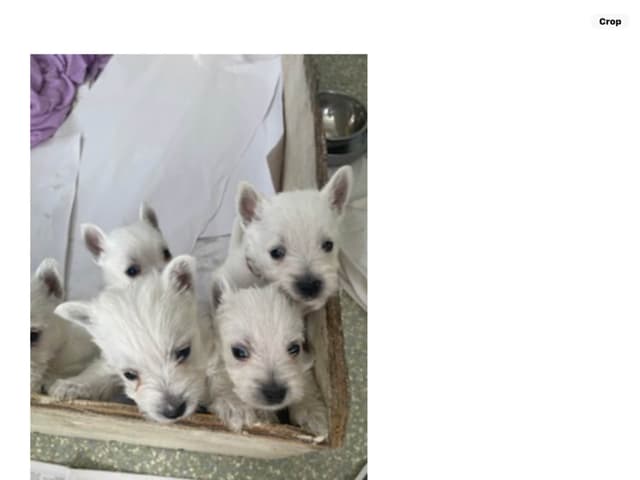West Highland White Terrier Puppies media 2